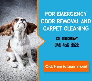 Black Mold Remove | Carpet Cleaning Newport Beach, CA